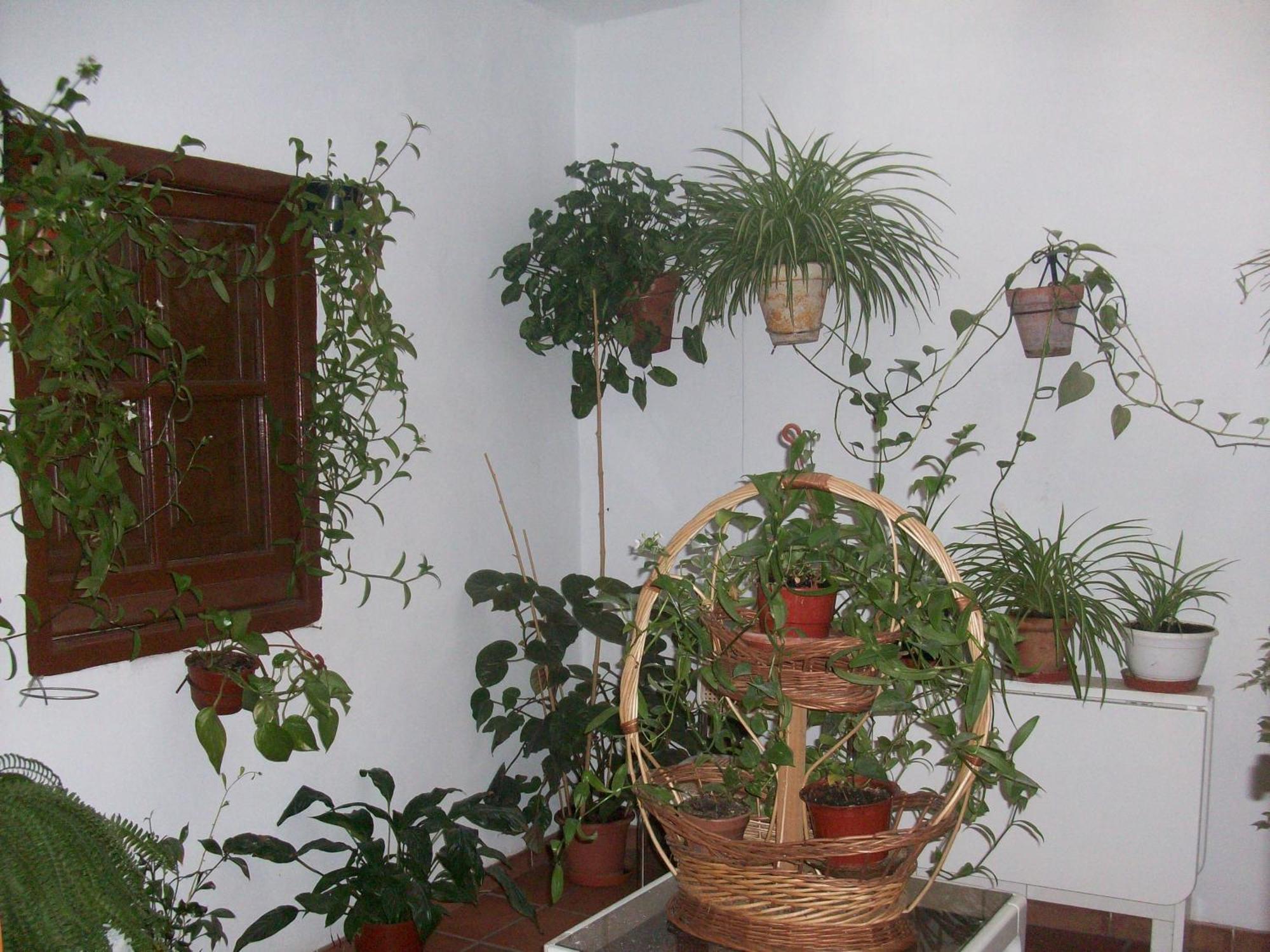 Hostal Moraima Capileira Zewnętrze zdjęcie